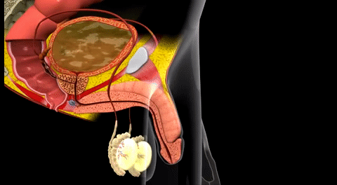 🔥 برايميڤال™: للرجال اللي باغين يكونو أقوى فالفراش، قوة، مدة أطول، وجرأة رجولية كتبان فـ 15 يوم